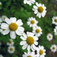 500 ROMAN CHAMOMILE Chamaemelum Nobile Herb Flower Seeds
