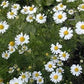 500 ROMAN CHAMOMILE Chamaemelum Nobile Herb Flower Seeds