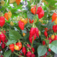 200 SANTA Fe GRANDE PEPPER (Guero Chili Pepper / Yellow Hot Chili Pepper) Capsicum Annuum Vegetable Seeds