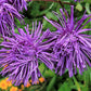 30 VIOLET Purple NEEDLE ASTER Callistephus Chinensis Unicom Flower Seeds