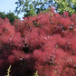 30 PURPLE SMOKE TREE Shrub Smokebush Cotinus Coggygria Rhus Cotinus Sumach Seeds
