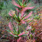 50 TASSELFLOWER Red Pink  Leucopogon Verticillatus Tassel Flower Shrub Seeds