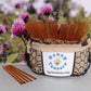 5 Pack CLOVER Blossom HONEY TEASERS Natural Honey Snack Sticks Honeystix Straws