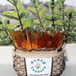 5 Pack MINT HONEY TEASERS Natural Honey Snack Sticks Honeystix Straws