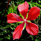 10 Red TEXAS STAR HIBISCUS Coccineus Scarlet Rosemallow Flower Seeds