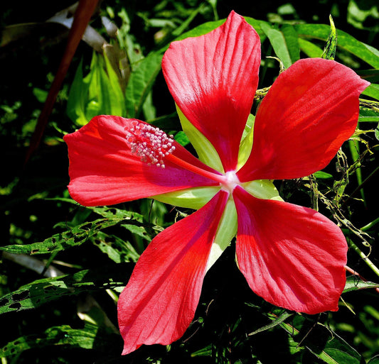 10 Red TEXAS STAR HIBISCUS Coccineus Scarlet Rosemallow Flower Seeds
