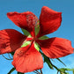10 Red TEXAS STAR HIBISCUS Coccineus Scarlet Rosemallow Flower Seeds