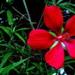 10 Red TEXAS STAR HIBISCUS Coccineus Scarlet Rosemallow Flower Seeds