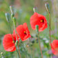 250 Red LONG POD POPPY Papaver Dubium Long Headed Blindeyes Flower Seeds
