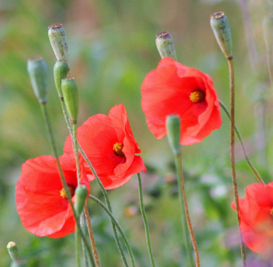 250 Red LONG POD POPPY Papaver Dubium Long Headed Blindeyes Flower Seeds