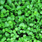 1g 27,500 BULK CORSICAN MINT Mentha Requienii Fragrant Hern Ground Cover Flower 1 Gram Seeds