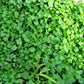 1g 27,500 BULK CORSICAN MINT Mentha Requienii Fragrant Hern Ground Cover Flower 1 Gram Seeds
