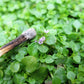 1g 27,500 BULK CORSICAN MINT Mentha Requienii Fragrant Hern Ground Cover Flower 1 Gram Seeds