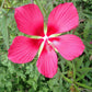 10 Red TEXAS STAR HIBISCUS Coccineus Scarlet Rosemallow Flower Seeds