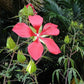 10 Red TEXAS STAR HIBISCUS Coccineus Scarlet Rosemallow Flower Seeds