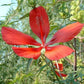 10 Red TEXAS STAR HIBISCUS Coccineus Scarlet Rosemallow Flower Seeds