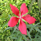 10 Red TEXAS STAR HIBISCUS Coccineus Scarlet Rosemallow Flower Seeds