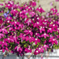 200 Red CRIMSON FOUNTAIN LOBELIA Erinus Trailing Flower Seeds
