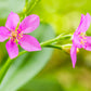 150 FAME FLOWER Jewels of Opar Talinum Paniculatum Portulaca Patens Fameflower Vegetable Leaf Seeds