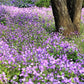 500 Purple FEBRUARY ORCHID Violet Cress Orychophragmus Violaceus 2" Flower Edible Vegetable Seeds