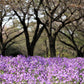 500 Purple FEBRUARY ORCHID Violet Cress Orychophragmus Violaceus 2" Flower Edible Vegetable Seeds