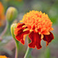 250 DWARF DOUBLE MARIGOLD ' Orange Flame ' Tagetes Patula French Red Flower Seeds