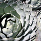 5  ARTICHOKE AGAVE Parry's Huachuca Agave Parryi Huachucensis Century Plant Succulent Cactus Seeds
