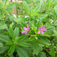 150 FAME FLOWER Jewels of Opar Talinum Paniculatum Portulaca Patens Fameflower Vegetable Leaf Seeds