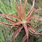 Tillandsia Capitata Peach