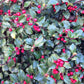40 AMERICAN HOLLY Ilex Opaca Tree Shrub Evergreen Red Berry Seeds - aka White Holly, Prickly Holly, Christmas Holly, Yule Holly