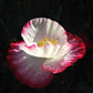 200 Organic AMPHORA POPPY Pink & White Papaver Somniferum Flower Seeds