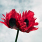 200 Organic JIMI'S FLAG POPPY Scarlet Red Electric Lavender & Deep Purple Papaver Somniferum Flower Seeds