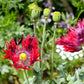 200 Organic JIMI'S FLAG POPPY Scarlet Red Electric Lavender & Deep Purple Papaver Somniferum Flower Seeds