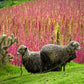 100 Organic RED HEAD QUINOA Grain Chenopodium Quinoa Pink & Red Heads - White Seeds