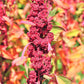 100 Organic RED HEAD QUINOA Grain Chenopodium Quinoa Pink & Red Heads - White Seeds