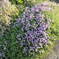 20 MEDITERRANEAN THYME Spiked Thymbra Spicata Pink Savory Herb Za’atar Perennial Herb Flower Seeds