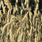 150 SWEET VERNAL GRASS Sweet Grass Vanilla Grass Anthoxanthum Odoratum Fragrant Vernalgrass Ornamental Craft Seeds