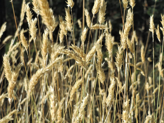 150 SWEET VERNAL GRASS Sweet Grass Vanilla Grass Anthoxanthum Odoratum Fragrant Vernalgrass Ornamental Craft Seeds