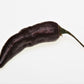 20 ROYAL BLACK PEPPER Capsicum Annuum Very Hot Chilli Vegetable Seeds