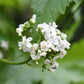 200 WHITE GLADE MALLOW Napaea Dioica Flower Seeds