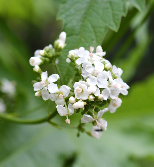 200 WHITE GLADE MALLOW Napaea Dioica Flower Seeds