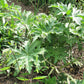200 WHITE GLADE MALLOW Napaea Dioica Flower Seeds