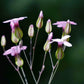 250 TALL SOAPWORT Saponaria Hispanica syn. Saponaria Vaccaria Cowcockle Prairie Carnation Cow Herb Pink Flower Seed