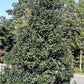 40 AMERICAN HOLLY Ilex Opaca Tree Shrub Evergreen Red Berry Seeds - aka White Holly, Prickly Holly, Christmas Holly, Yule Holly