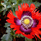 200 Organic JIMI'S FLAG POPPY Scarlet Red Electric Lavender & Deep Purple Papaver Somniferum Flower Seeds