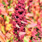 100 Organic RED HEAD QUINOA Grain Chenopodium Quinoa Pink & Red Heads - White Seeds