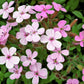 250 TALL SOAPWORT Saponaria Hispanica syn. Saponaria Vaccaria Cowcockle Prairie Carnation Cow Herb Pink Flower Seed