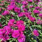 50 MAGENTA CARNATION Dianthus Caryophyllus Chabaud Flower Seeds