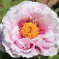 5 GARDEN PEONY Paeonia Lactiflora Red Pink White Mix Chinese Peony Flower Seeds