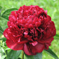 5 GARDEN PEONY Paeonia Lactiflora Red Pink White Mix Chinese Peony Flower Seeds